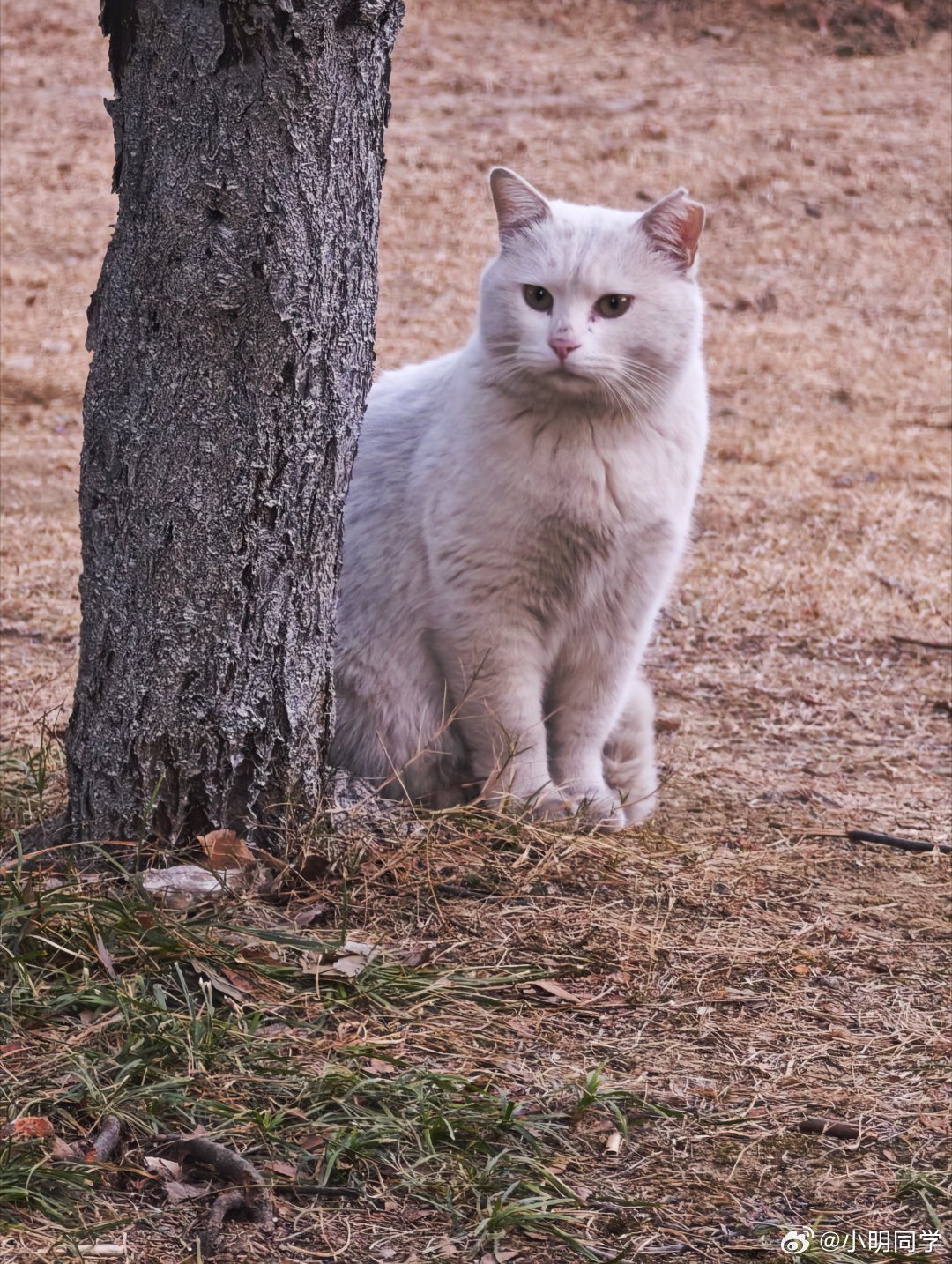 每次路上遇到喵星人都忍不住掏出手机来一张，这只喵还挺配合