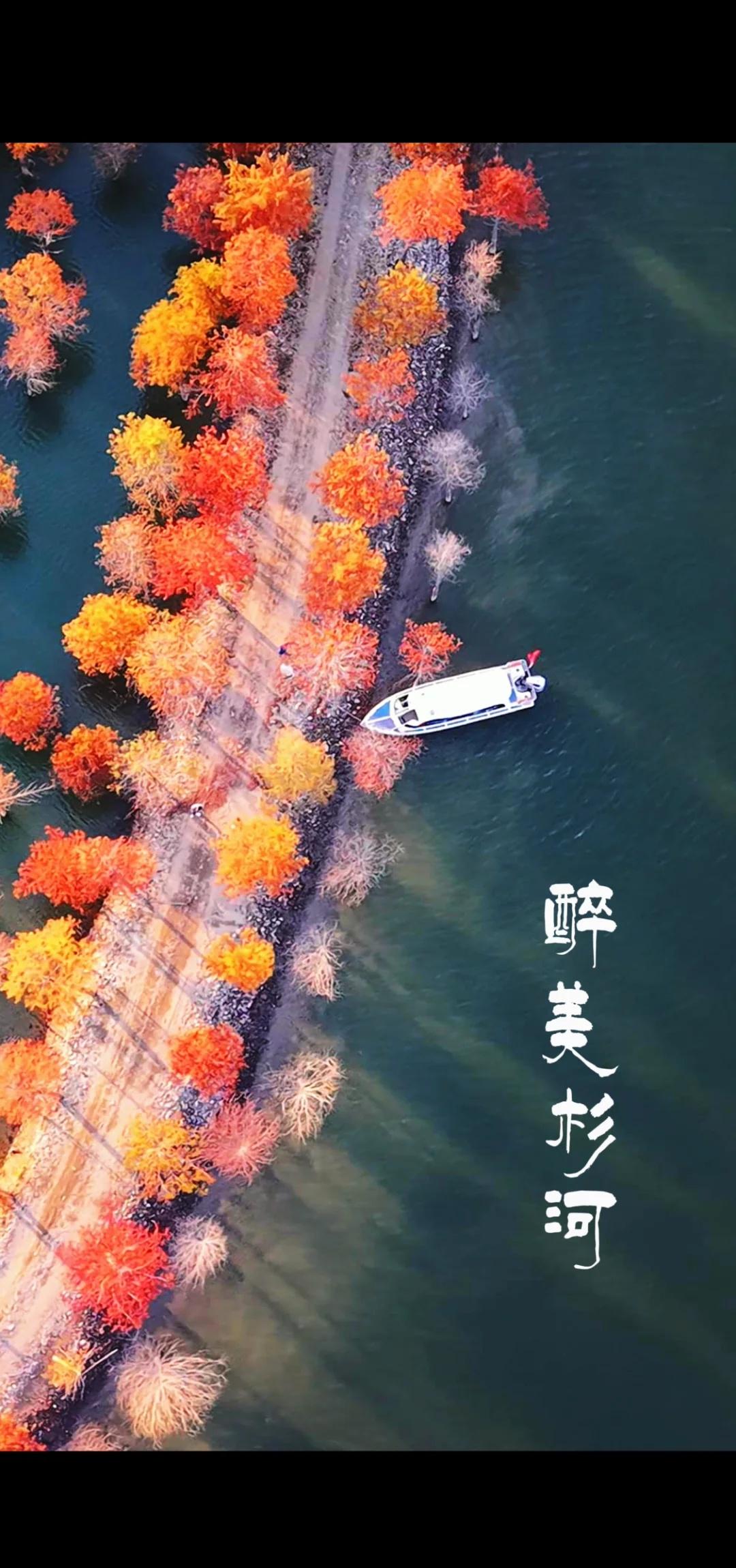 醉美杉河
晨雾漫过水面，日出为落羽杉镀上金边。金红针叶如团团童话小花，在云雾中若