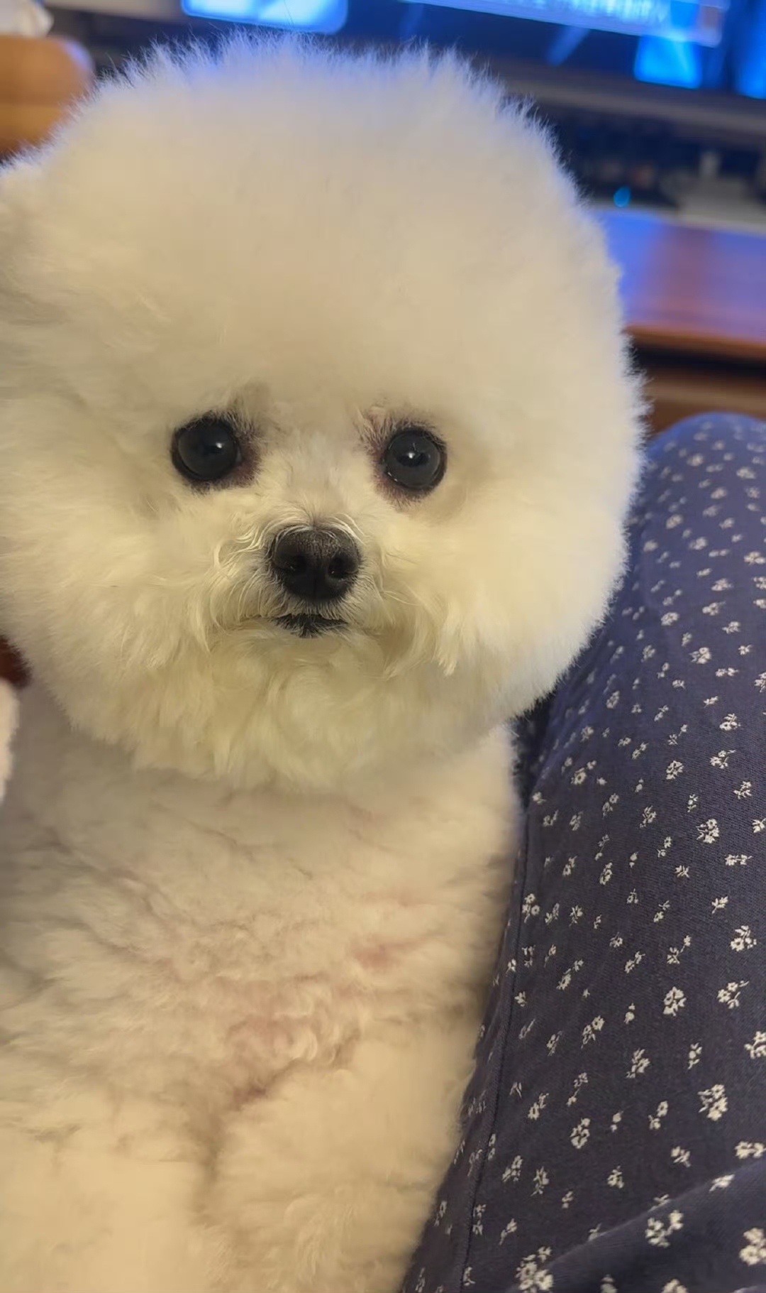张馨予差点吃了狗粑粑张馨予发了一条有味道的微博张馨予发了一条有味道的微博，笑死，