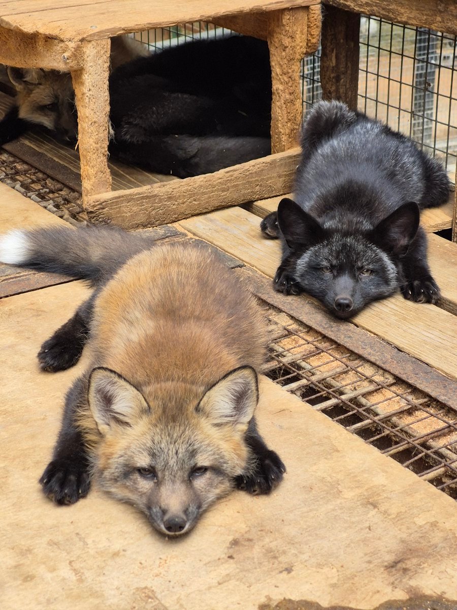 小小黑和小小赤一起晒晒©️kon_fox_village 