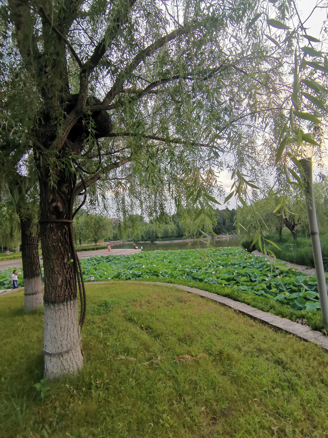 天气炎热，
别忘了避暑。
不是雷雨天，
树荫是一种较好纳凉厂所！
公园树下乘凉 