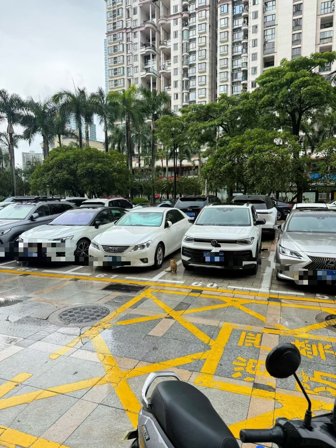 新大哥来了，准备过来吃午饭，该说不说。新大哥帅极了，比老大哥帅。。猫流浪猫 深圳