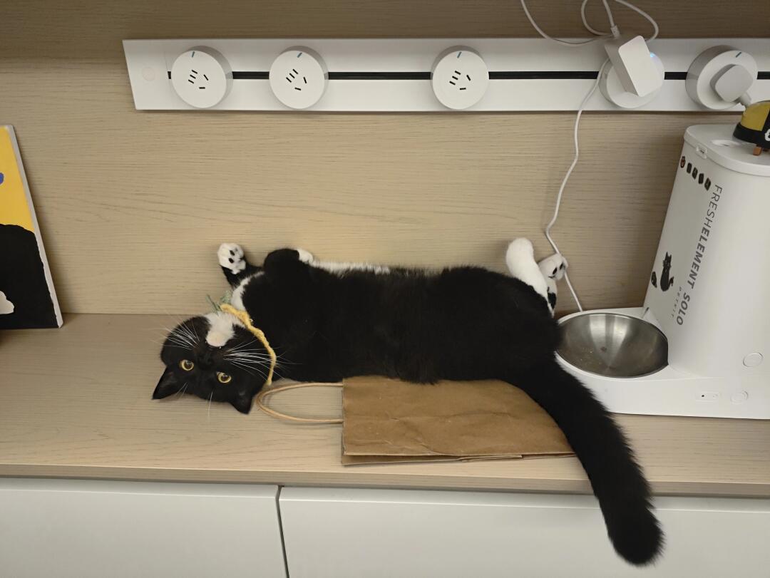 全世界都应该吻上奶牛猫的小白下巴！