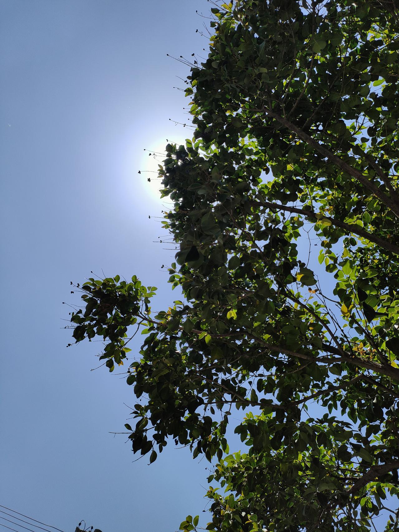 蓝天澄澈，绿树葱茏，暖阳穿过枝叶洒落温柔。
日子慢慢，清风缓缓，万事清净，岁岁安