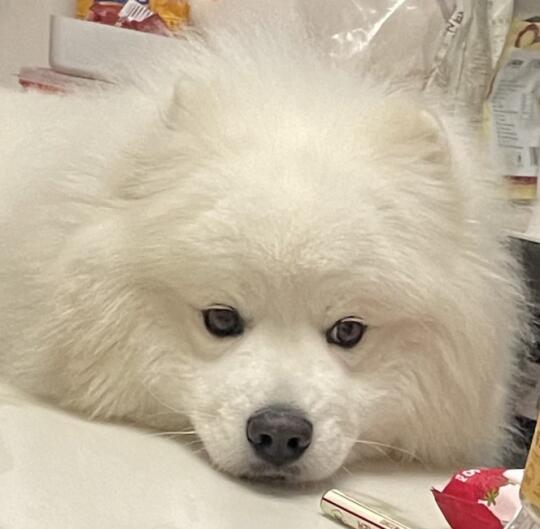 看看小狗吧