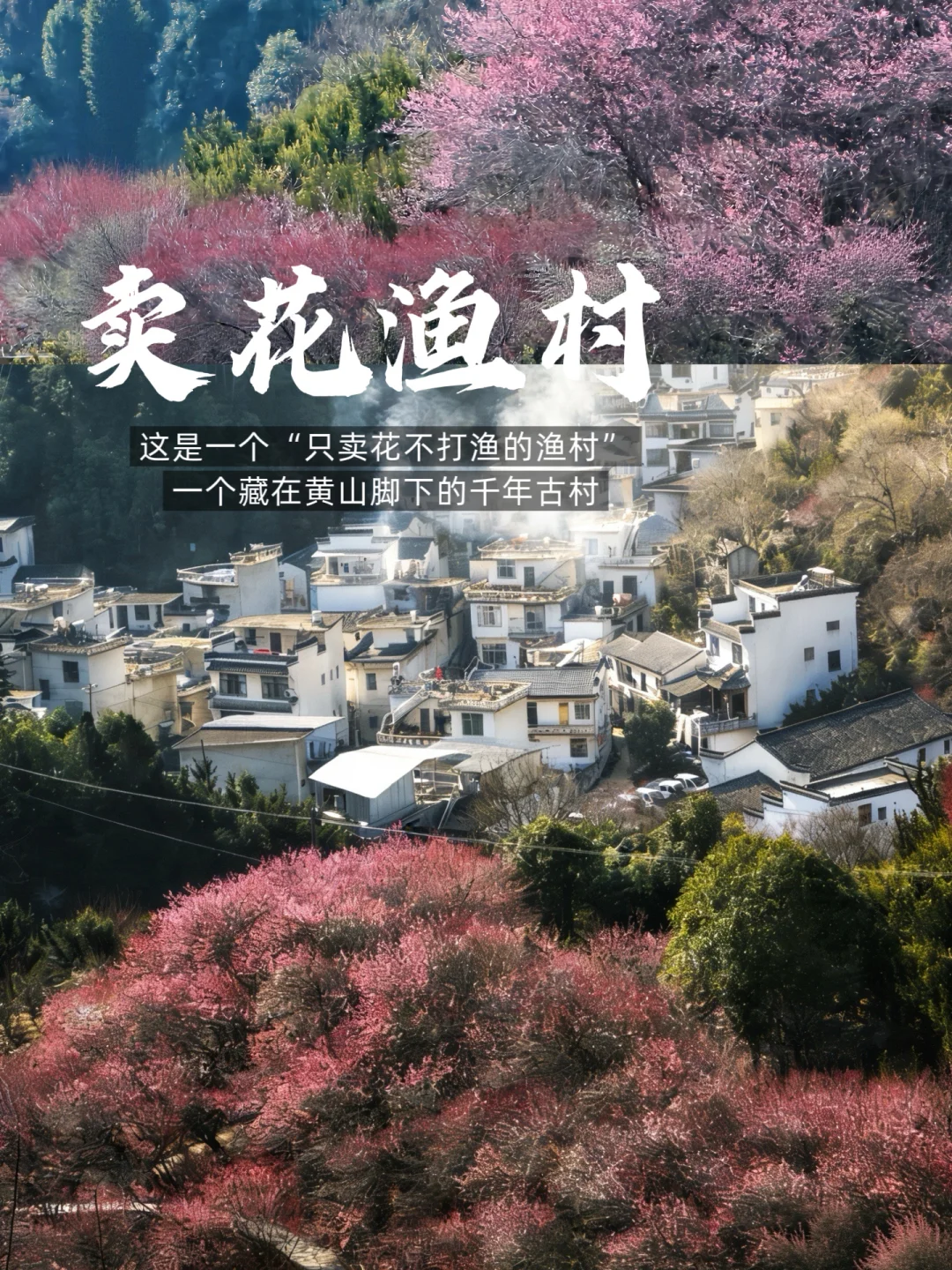 卖花渔村开花啦❗（瀹坑村 自驾路线 全攻略）