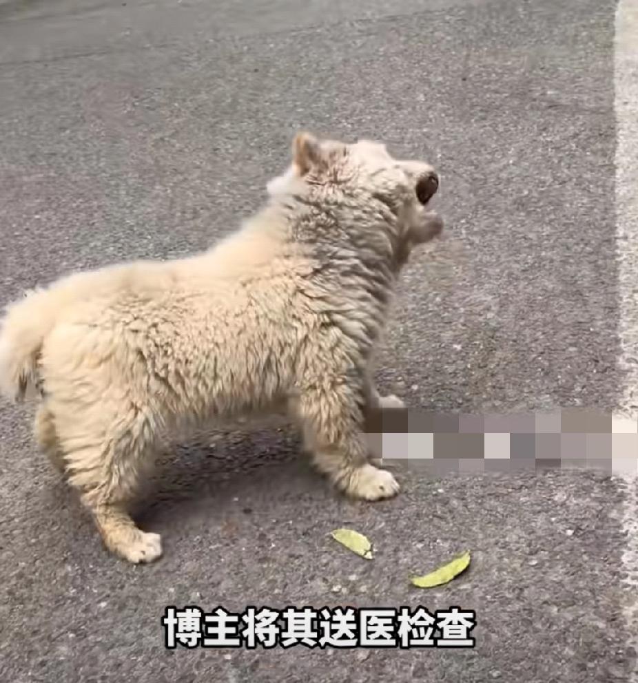 可恶！重庆，一男子路遇一只可爱的“歪头小狗”，给它食物它却慌忙躲避！送医检查后发