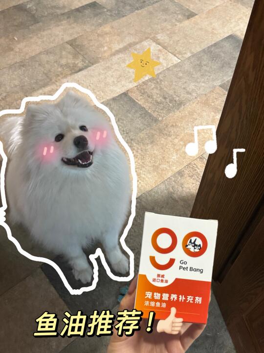 如何成为毛发亮亮的小狗🙋