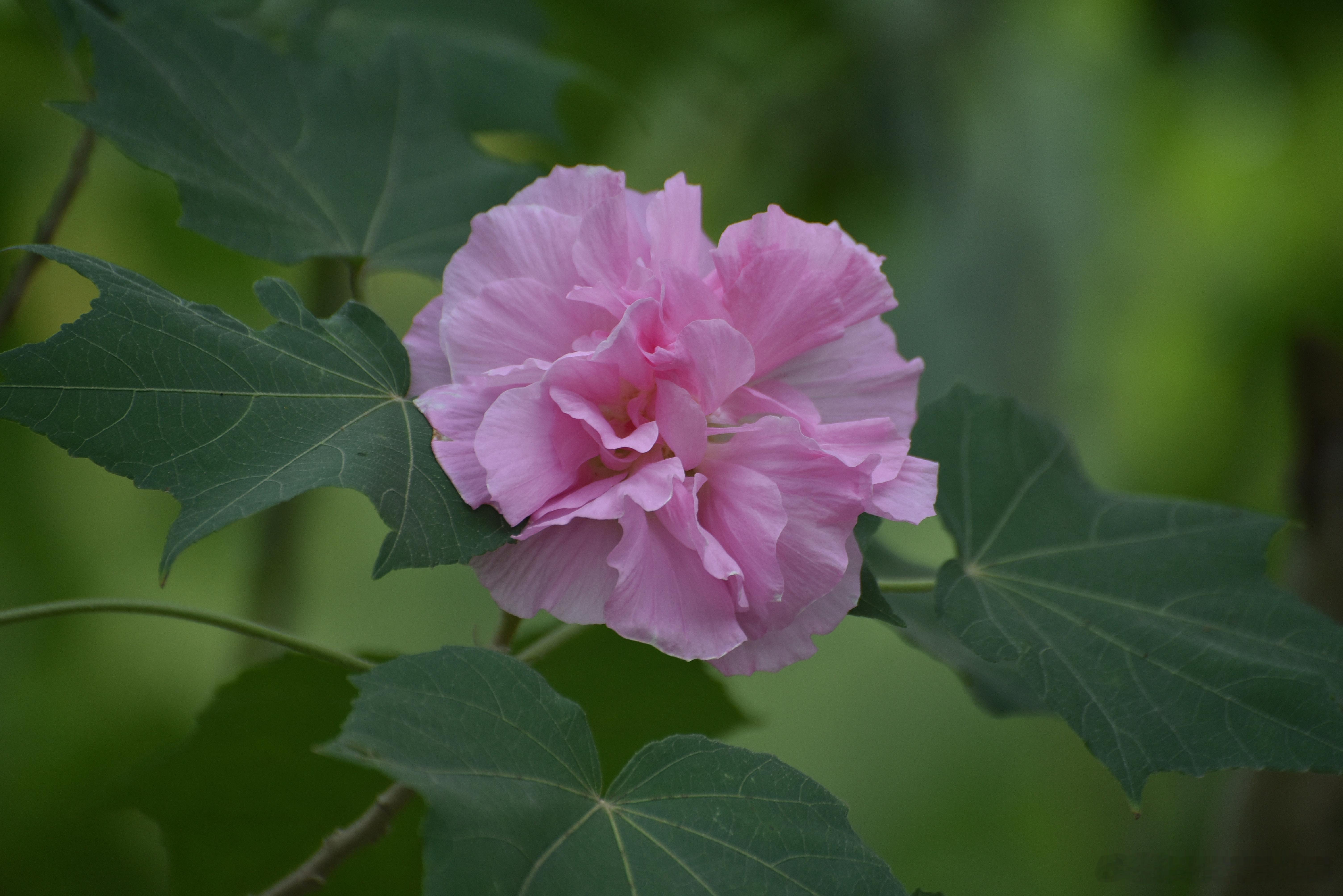 国家地理[超话]  木芙蓉 别名芙蓉花 、拒霜花 锦葵科木槿属植物，一日三变色 