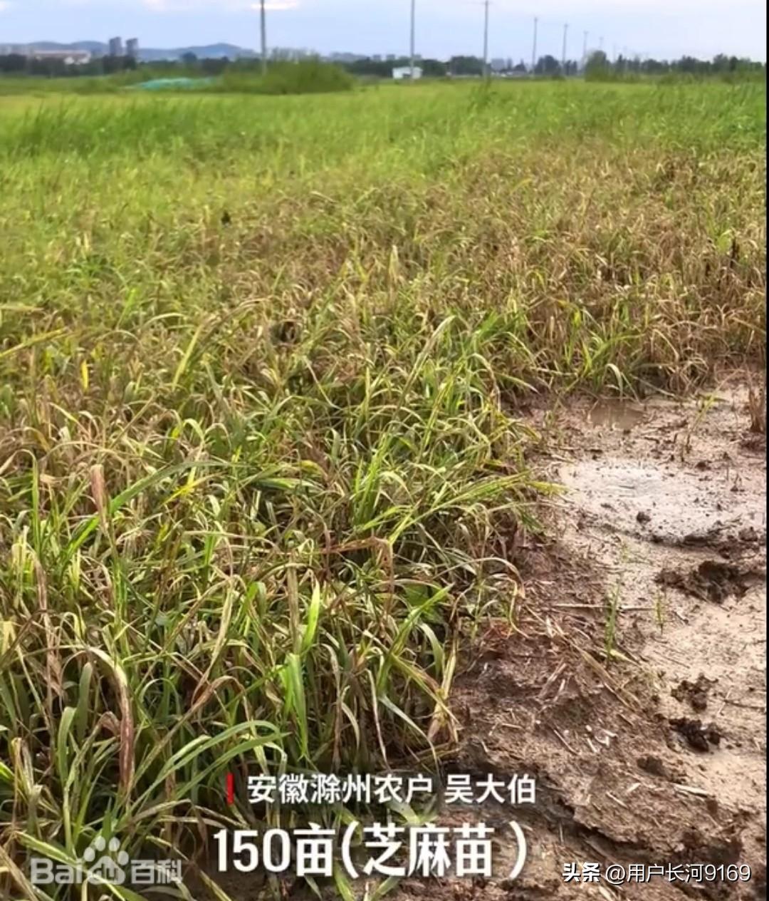 如何避免用AI生成的施药方案打死庄稼的事情发生

2026 年 7 月‌，在‌安
