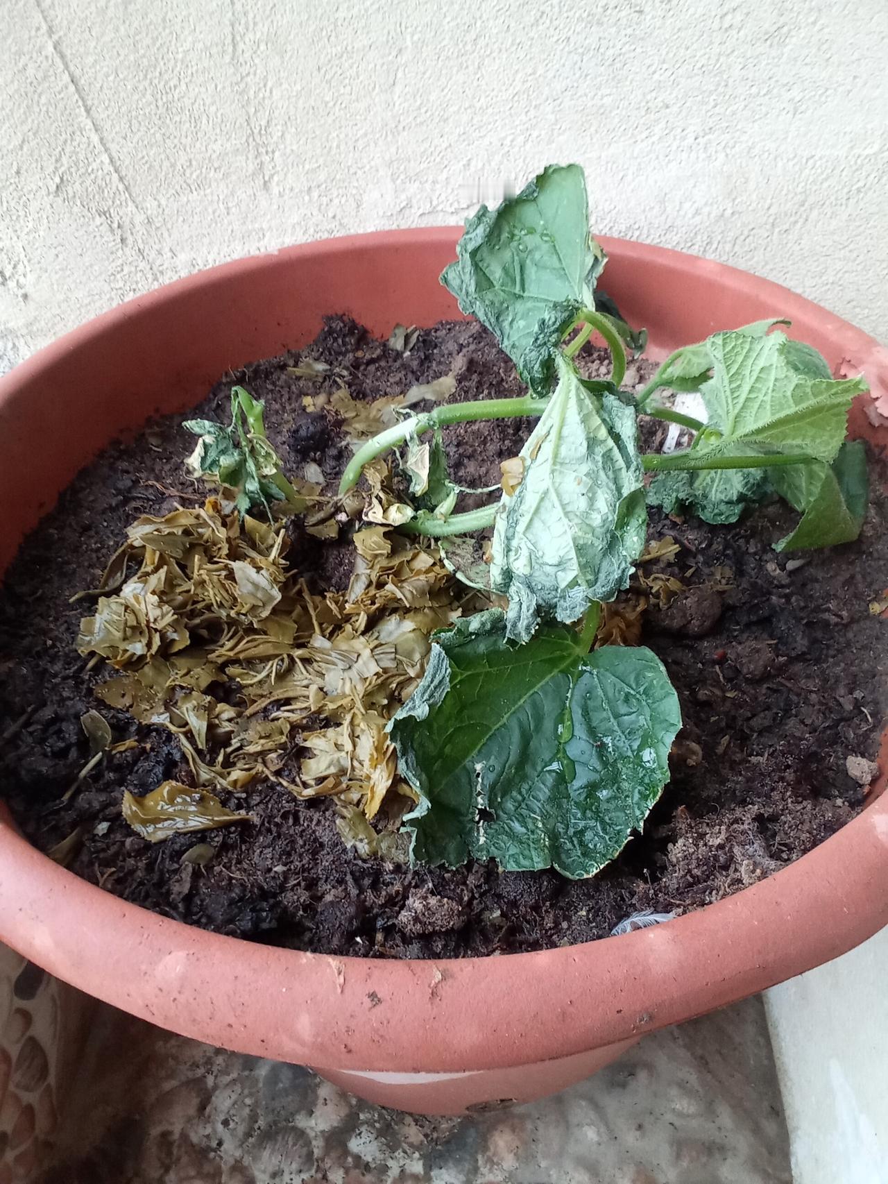 我家住11楼，老伴在阳台种了点黄瓜和芸豆。昨天一场大风啊，摇啊摇，把小苗都摇蔫巴