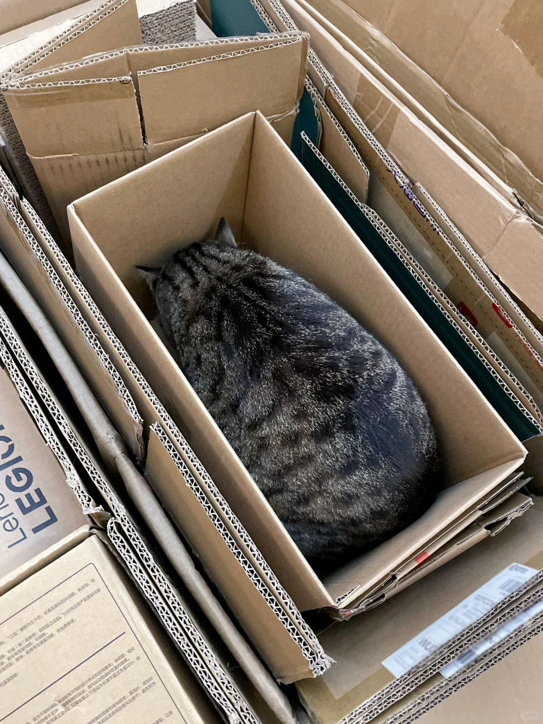 收废品的大爷差点把我的猫猫收走！...