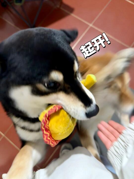 小狗的爱啊真让人为难