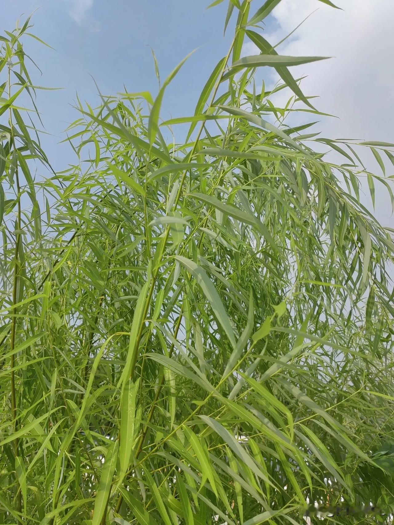绿油油的芦苇随风摇曳，清新自然，绿意盎然，感受大自然的美好！