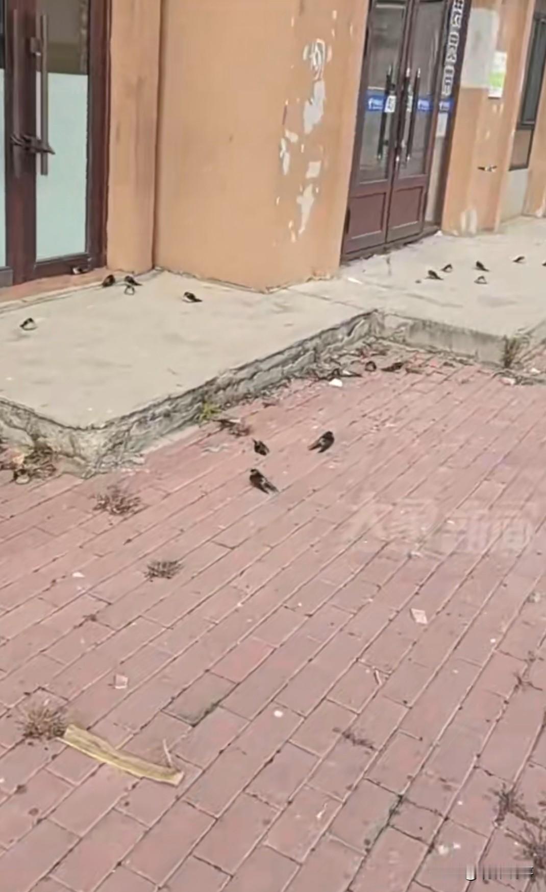 近期，一位来自东北地区的网友拍摄到了许多燕子滞留的现象，它们并未如往常般南迁。据