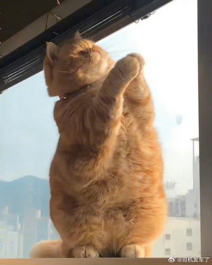 刷到招财猫请不要无视，真的很灵!!✨ ​ ​​​