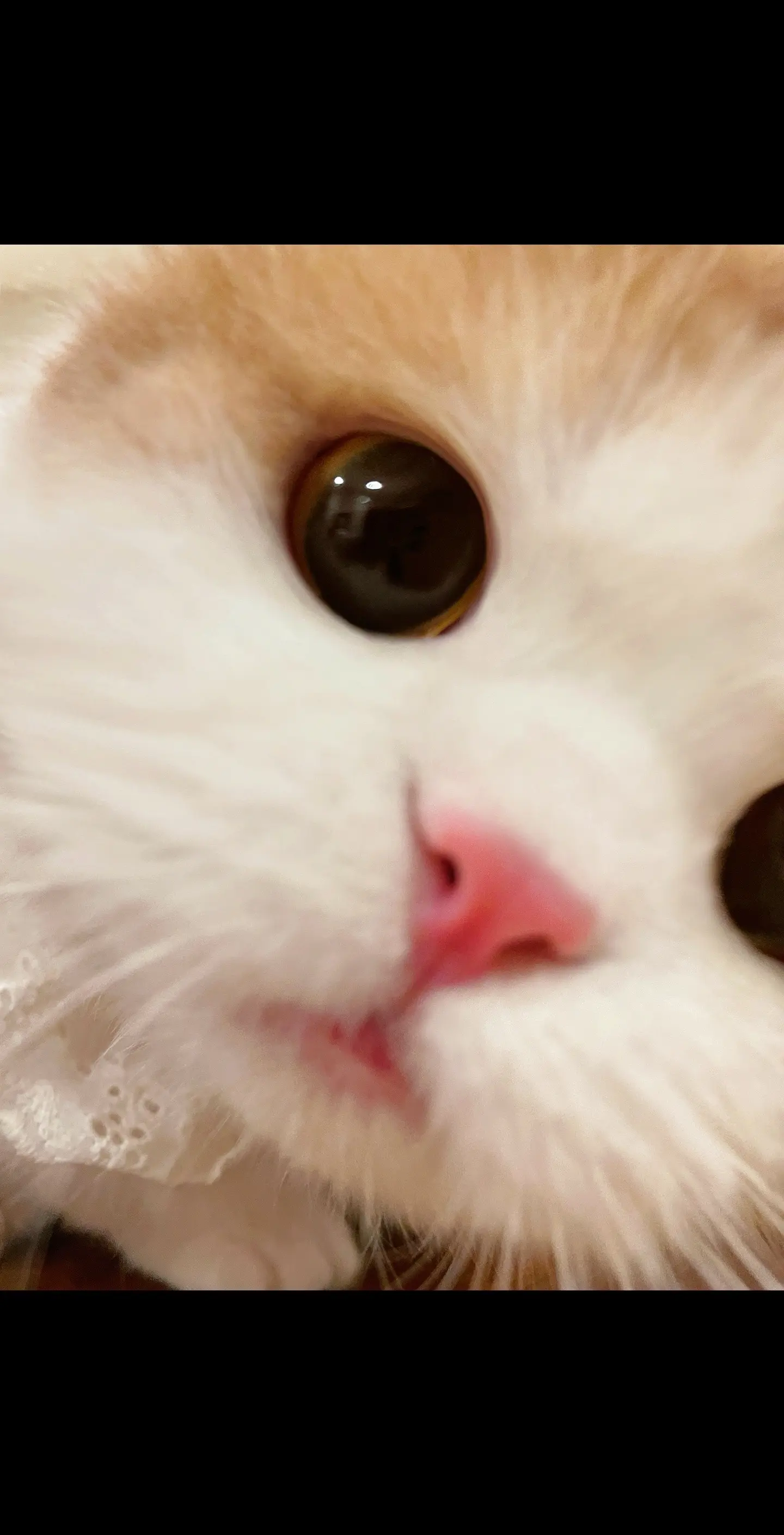 小猫我劝你自重！！这么主动可是要被亲鼠的！