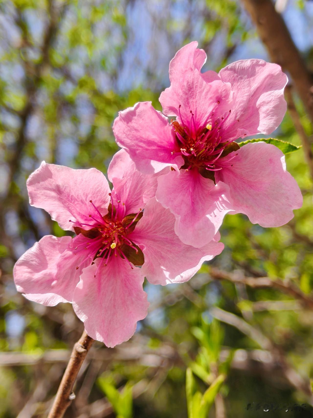 七律·桃花
东风吹暖满庭芳，桃蕊争开映画墙。
艳若丹霞铺野径，清如淡墨染诗行。