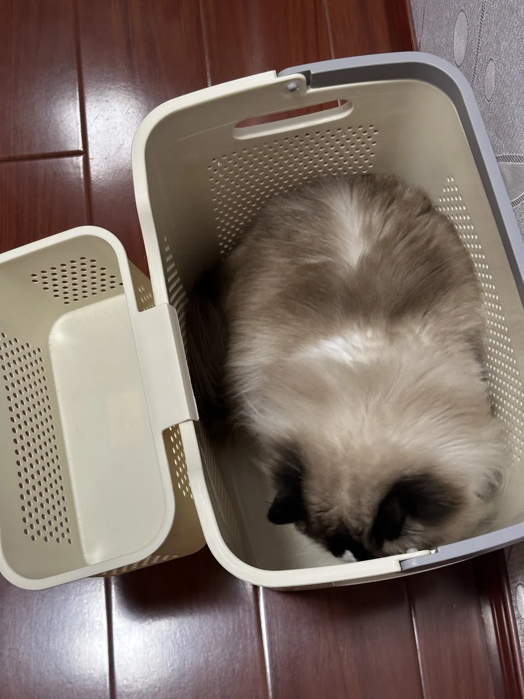 躲猫猫🐱