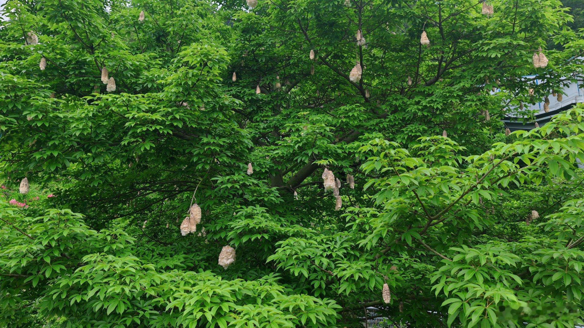 有人知道这种是什么树吗？看果实有点像木棉，但树形又不像[思考]  ​​​