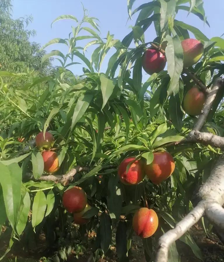 保护朱婷的，恰恰是意大利人。
 
不是我们不懂爱惜，是习惯把“拼搏”等同于“忍受