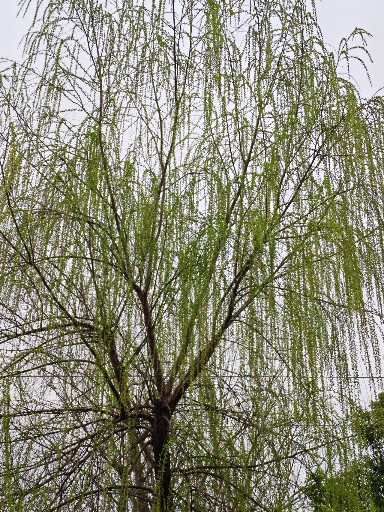 新年爱好打卡碧玉妆成一树高，万条垂下绿丝绦。不知细叶谁裁出，二月春风似剪刀。