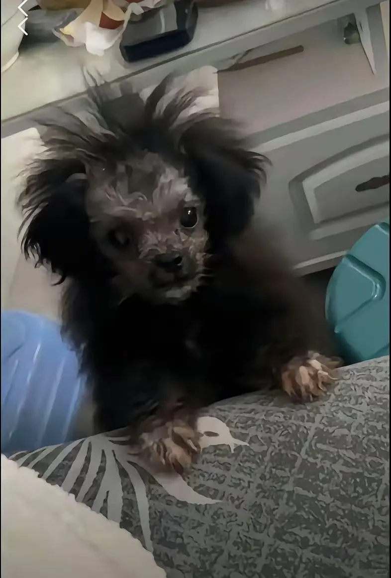 姨姨们可以给我加个美颜换个发型吗🙏