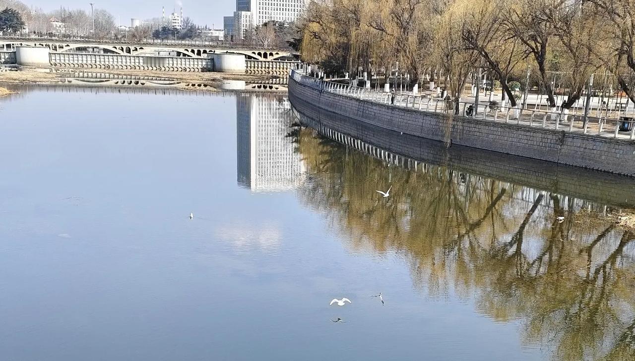 即墨墨河公园现在没有很多海鸥了！偶尔能看到三两只在空中飞翔，大部分应该都飞走了，