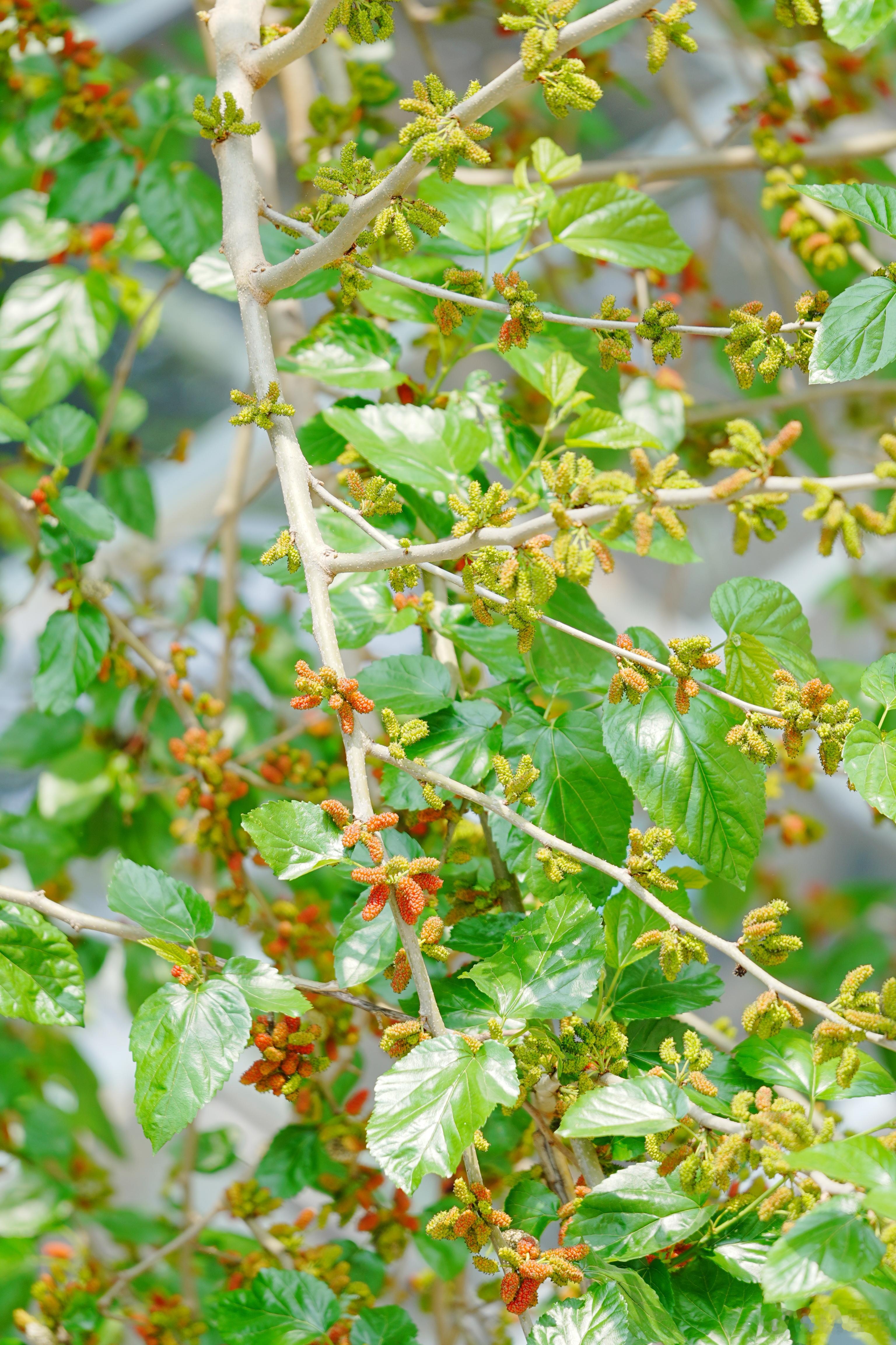眼见着 窗外的桑葚红了蜗的摄影日记 桑葚
