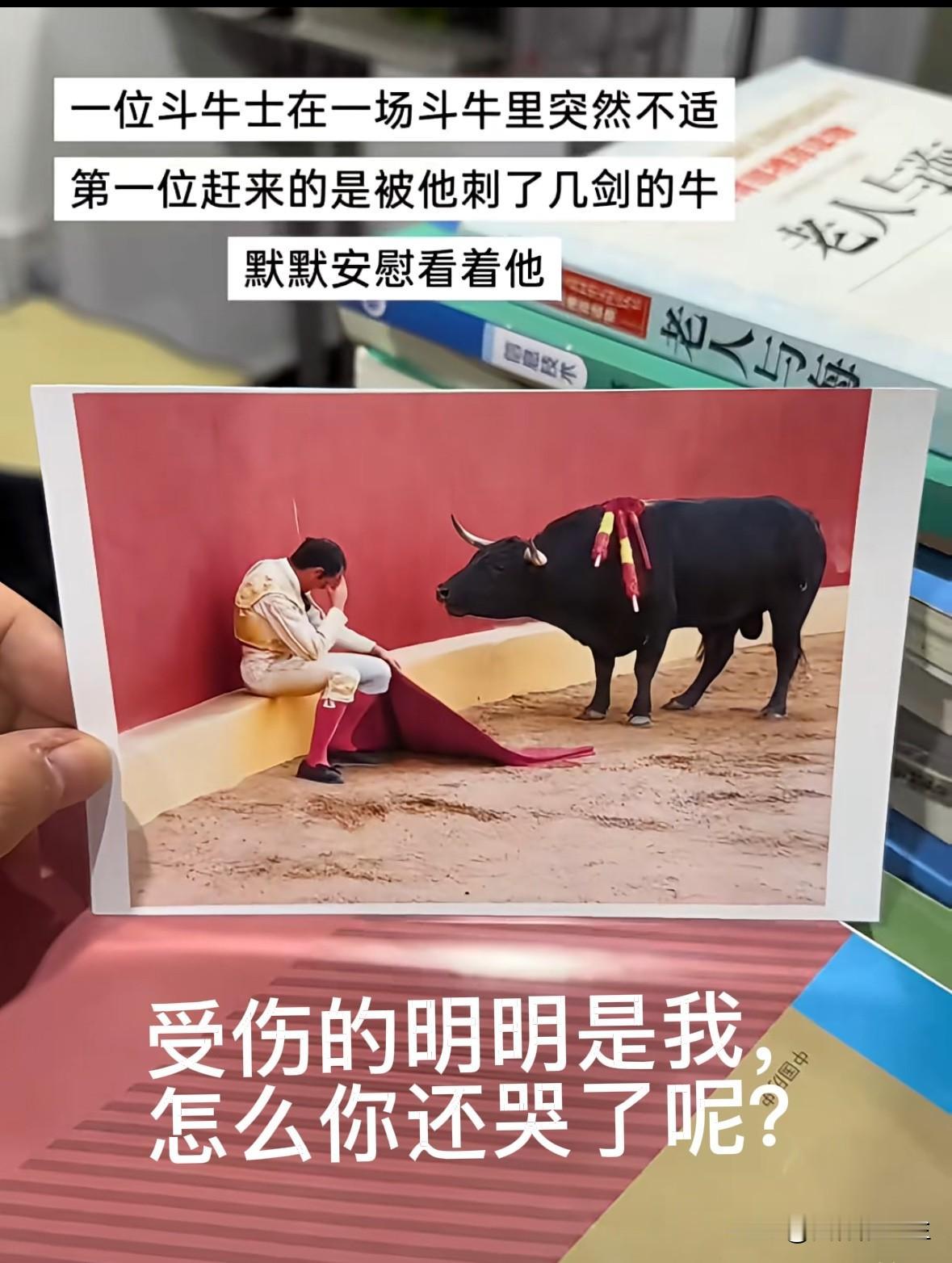 受伤的明明是我，怎么你还哭了呢？

受伤的公牛肯定觉得奇怪的很，伤害它的人坐在那