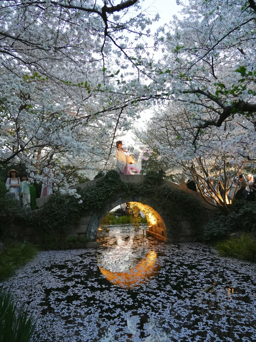 我以为西湖樱花已经够美了‼️直到来了这里