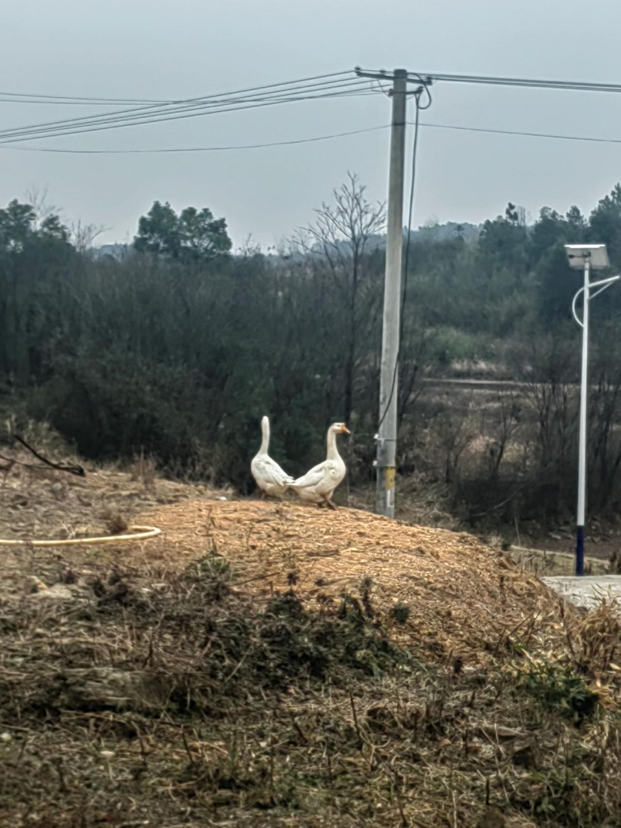 大家好，本期手机摄影作品主题：并排看风景的大白鹅夫妇，有没有岁月静好的感觉？走在