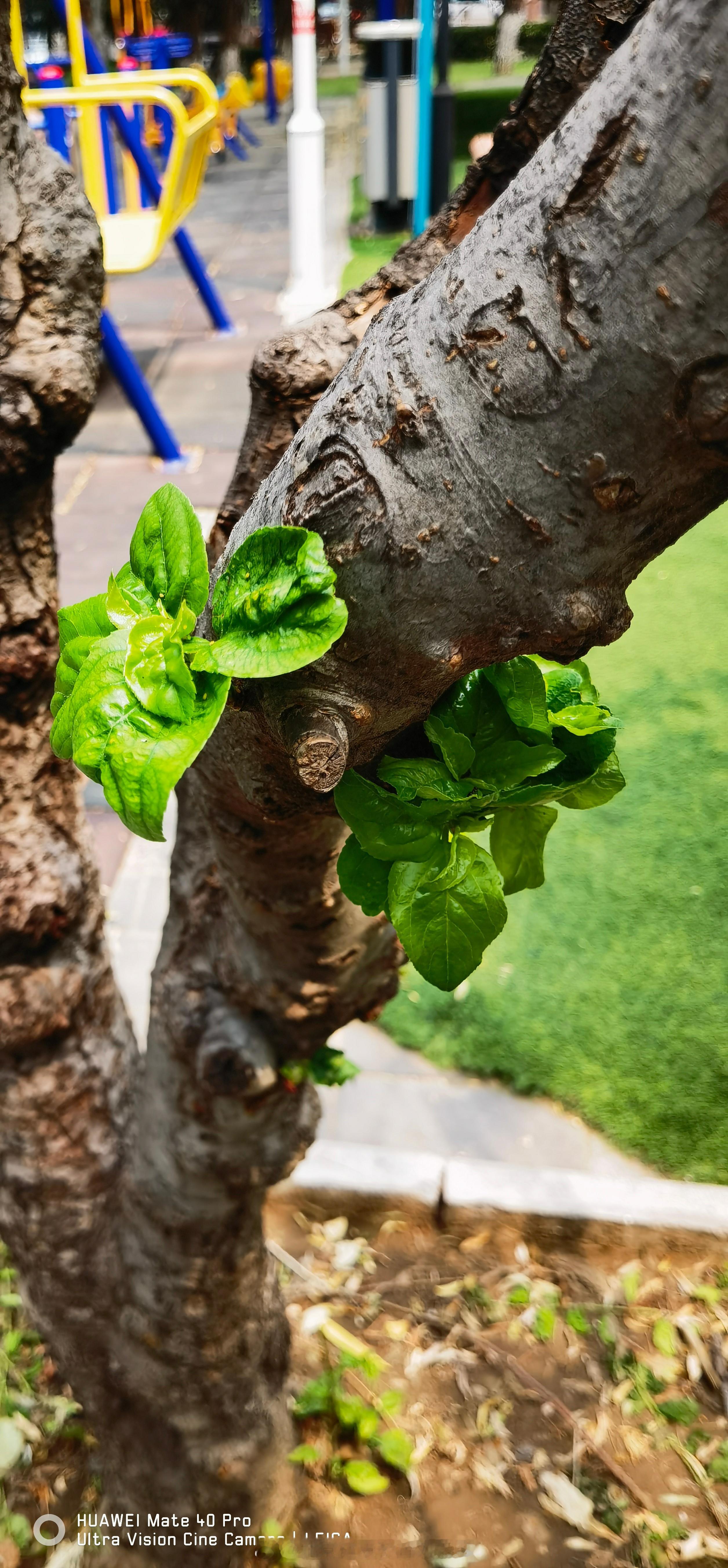 夏日气温升高，蚊虫也变得活跃，我们可以通过种植植物来达到驱蚊效果。薄荷、薰衣草、