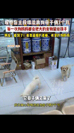 活该发财！山东一熟食店店主刚开店不久，一流浪狗来讨吃的，他没有驱赶一直投喂至今，
