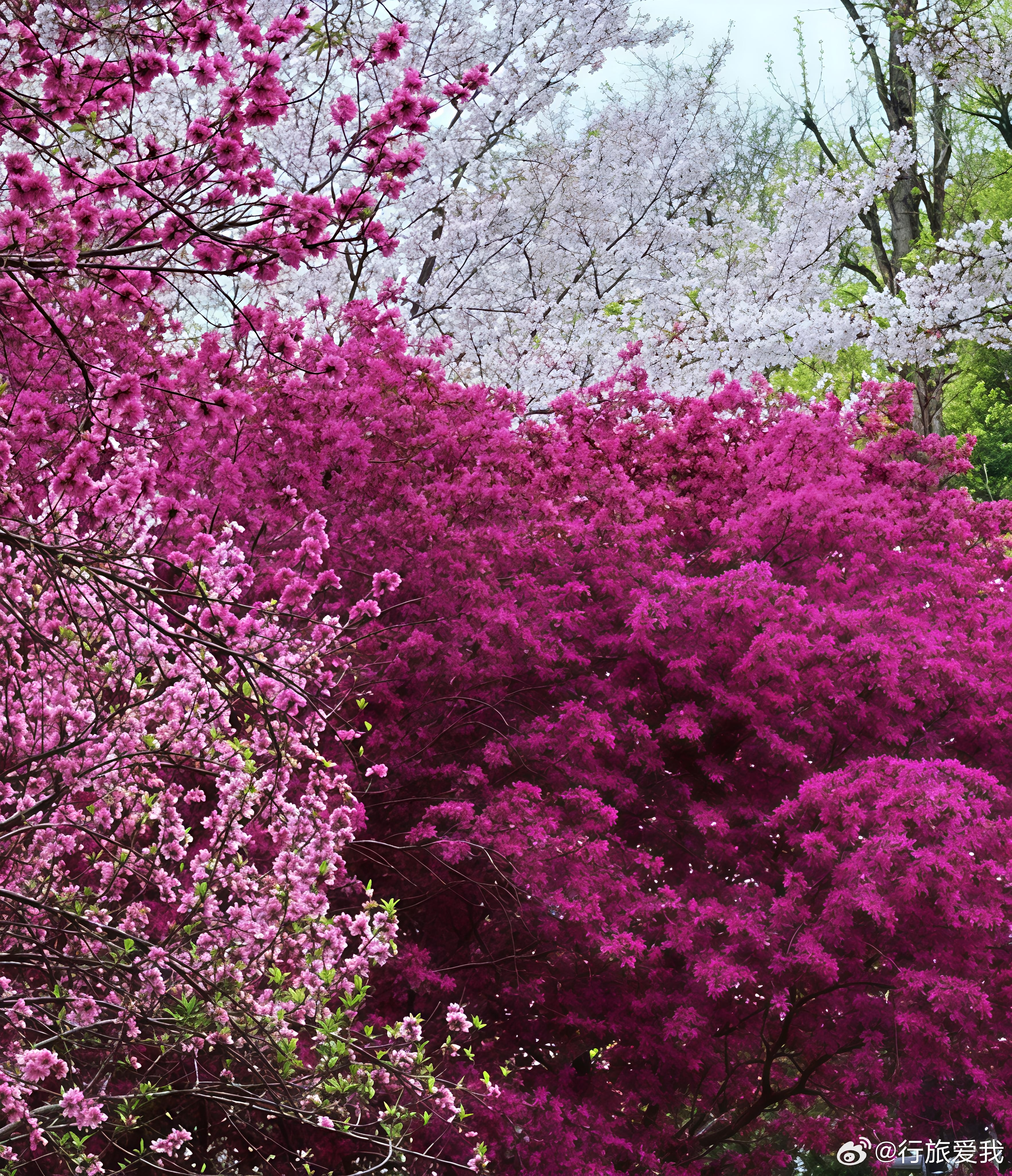 春到杭州，不必奔赴远郊， 在市中心有个超美的“花花世界正悄然惊艳着整座城市。🏙
