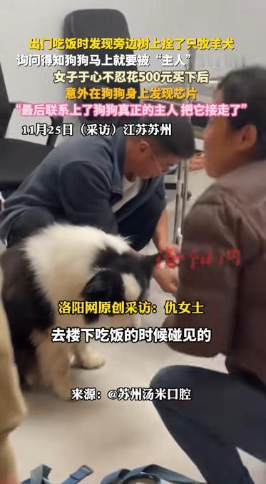 良心不会痛吗？11月25日，苏州一女子出门吃饭，竟然发现路边树上拴了一条牧羊犬，