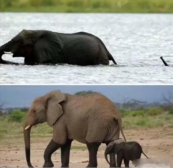 大象:儿子水不深，刚过膝盖 ​​​  小象：唔...咕嘟咕嘟咕嘟[笑cry] ​