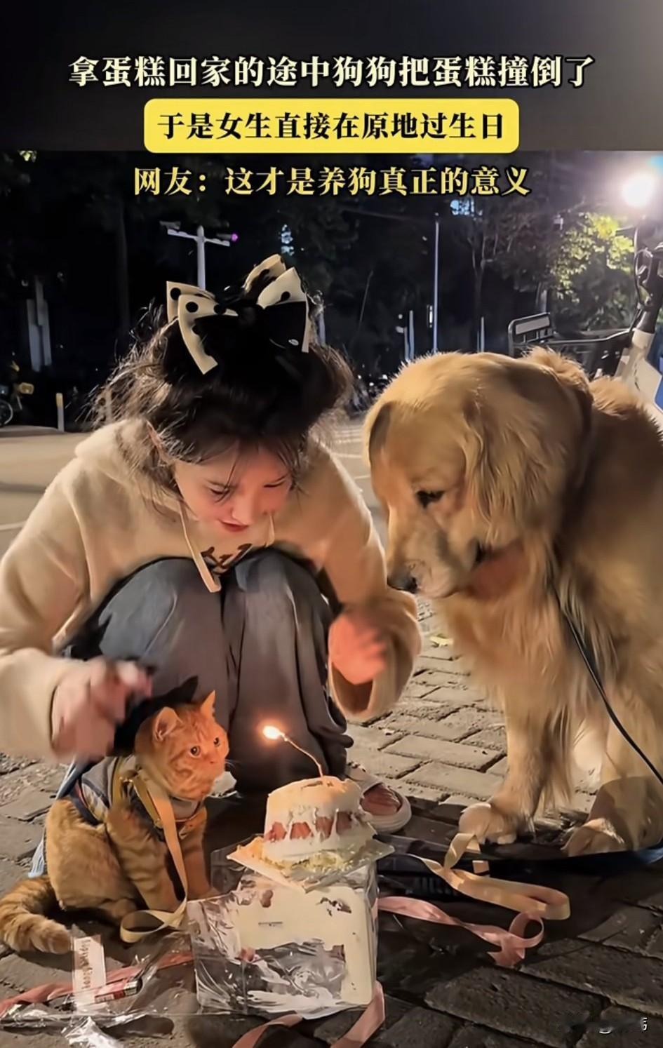 好幸福啊！一位小姐姐养了一只狗狗和一只小猫，平时就特别疼爱它们，这天是小姐姐的生