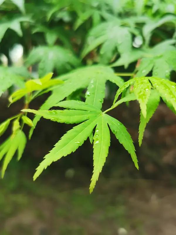 网友刷到了水均益的前妻王君，推着婴儿车在树荫下漫步，简单的白T恤衫配阔腿裤，那对