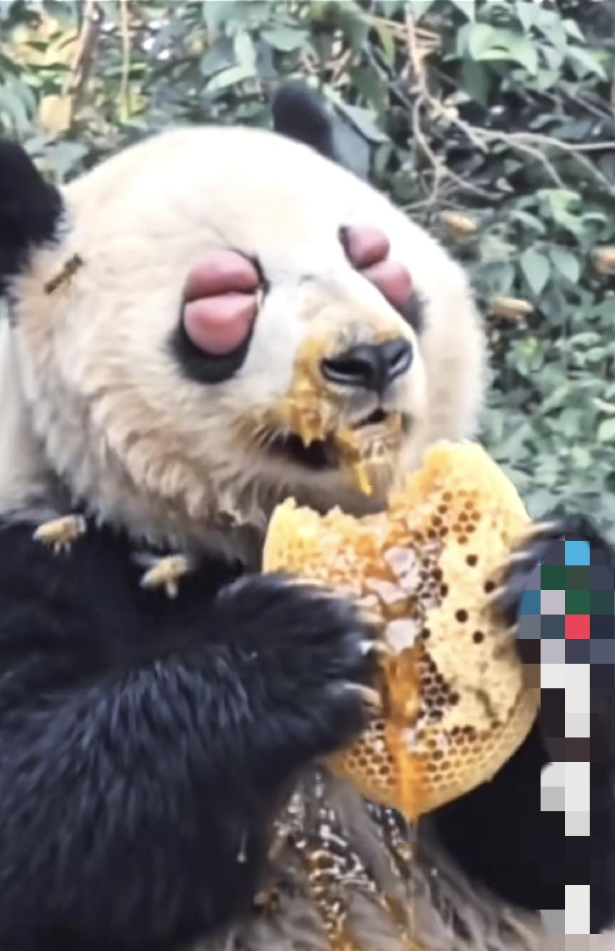 这熊猫真狠，让蜜蜂叮成这样，还在吃蜂蜜，我感觉熊猫就快废了。