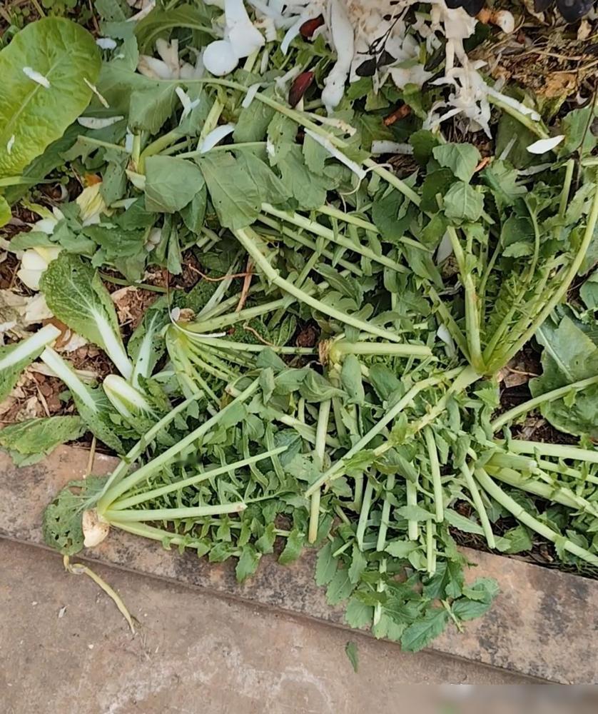 去物业交水费，看上了物业公司门口不要的那些萝卜樱子了！

当时就是我路过随口一问