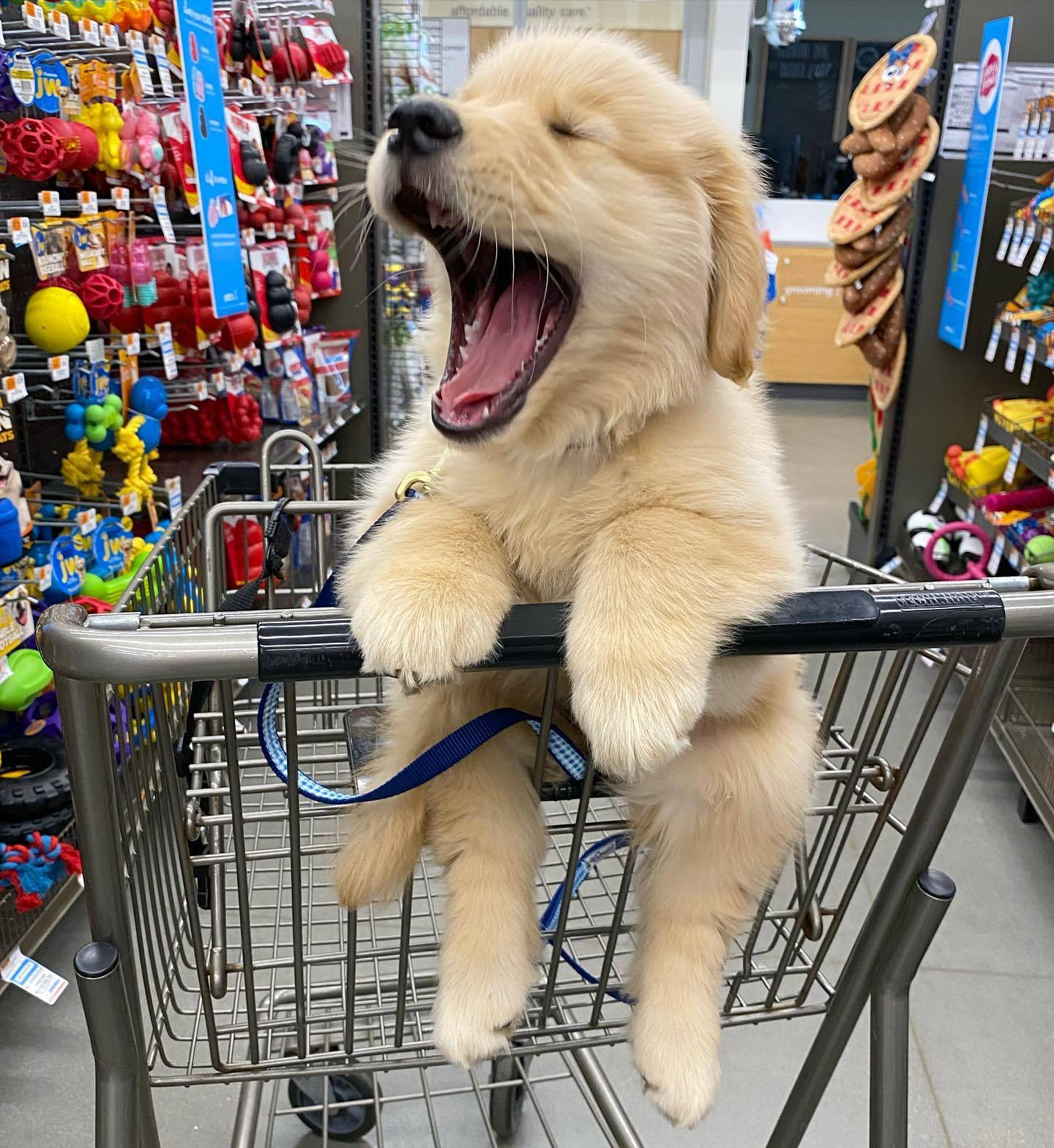 超市里的小肉干都听着！你们已经被我包围了！ 