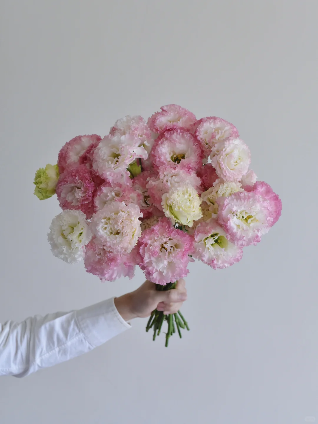 洋桔梗·桃花千层