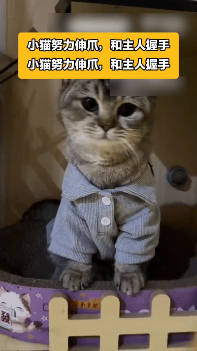 谁能拒绝这么有礼貌的小猫，费劲从衣领伸出爪子和主人握手，瞬间被萌化了。
 
近日