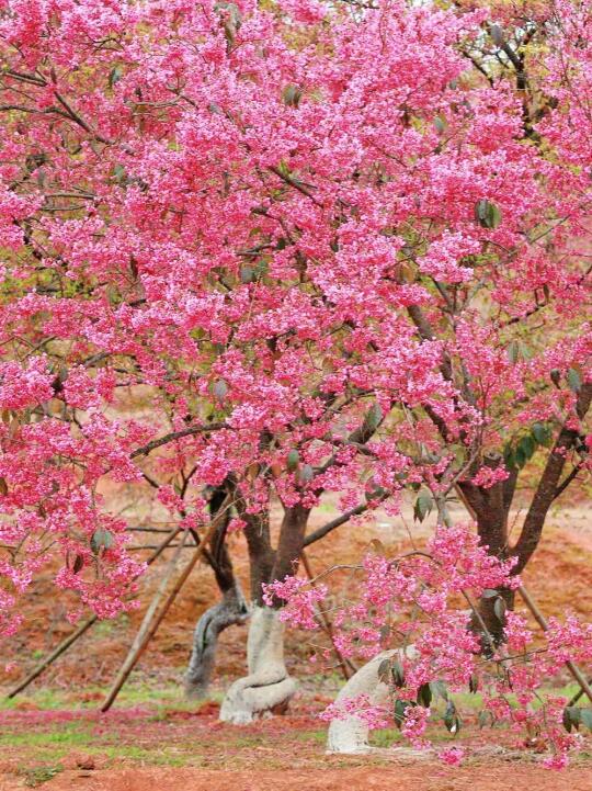 2.17实况🌸在广东！被这满山的樱花美哭了