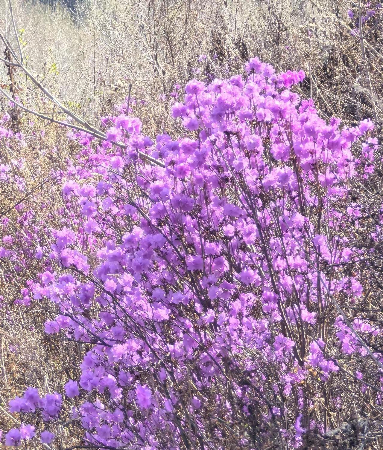 你们家乡的花