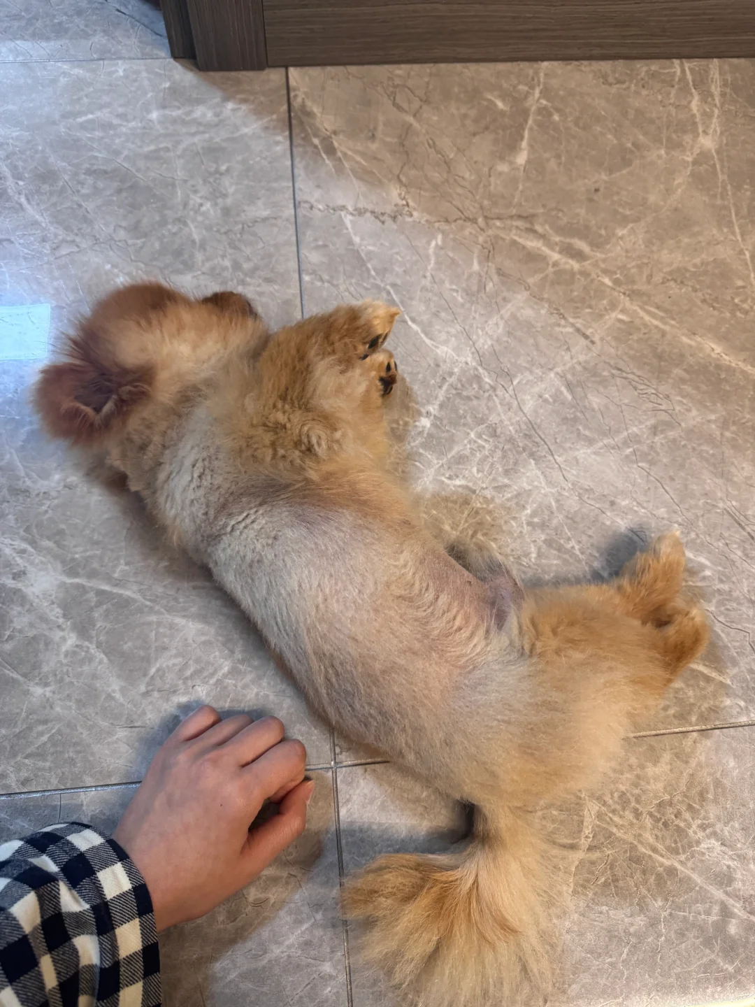 博美这是黑皮吗！！！