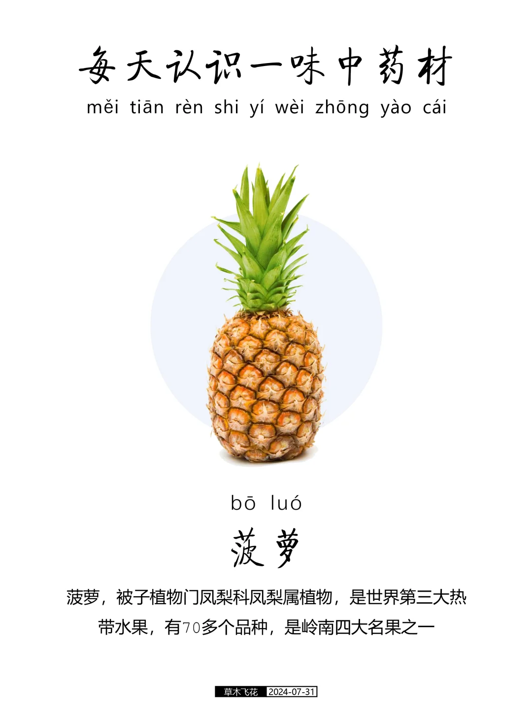 No.435期 每天认识一味中草药-菠萝🍍