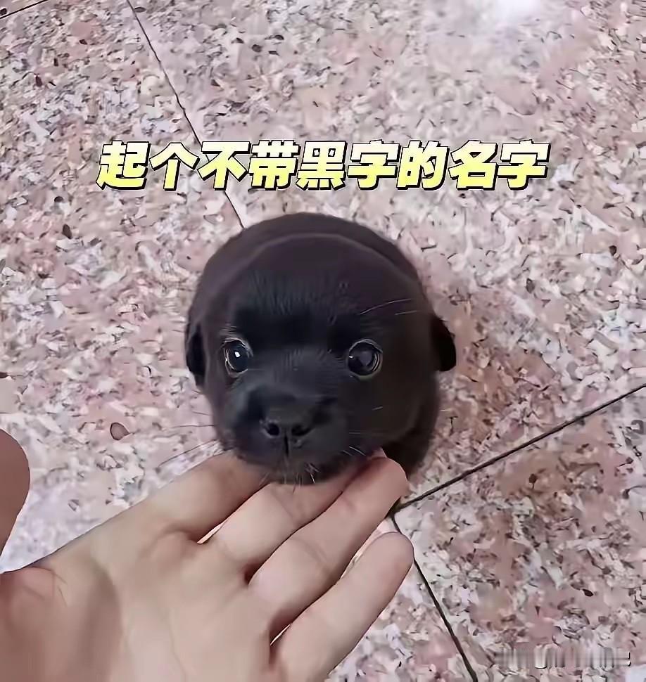 看它这么可爱的份上，帮帮忙吧