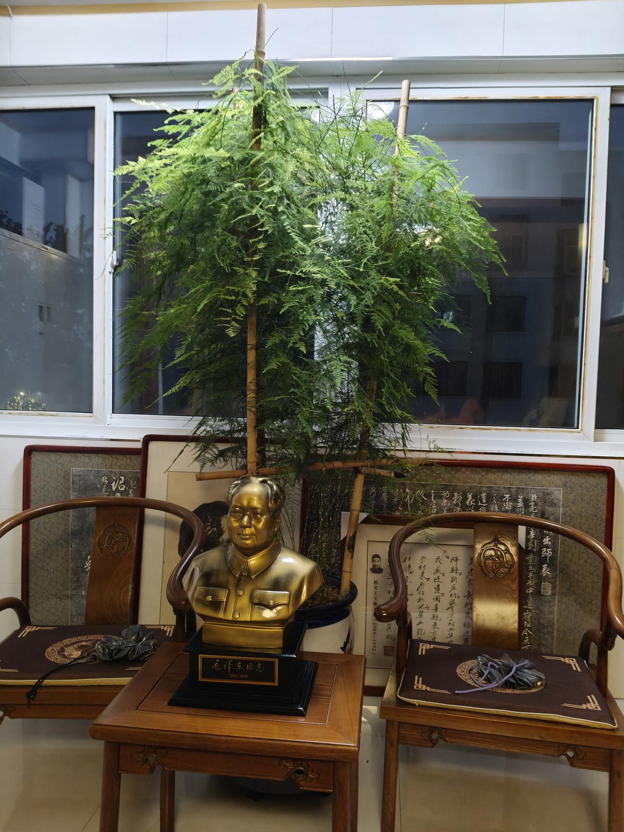 年的文竹！全城第一！文竹王！